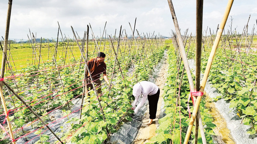Nông dân Hà Tĩnh nhanh chóng khôi phục đồng ruộng, gieo trồng lại để kịp vụ đông. (Ảnh: Ánh Nguyệt)