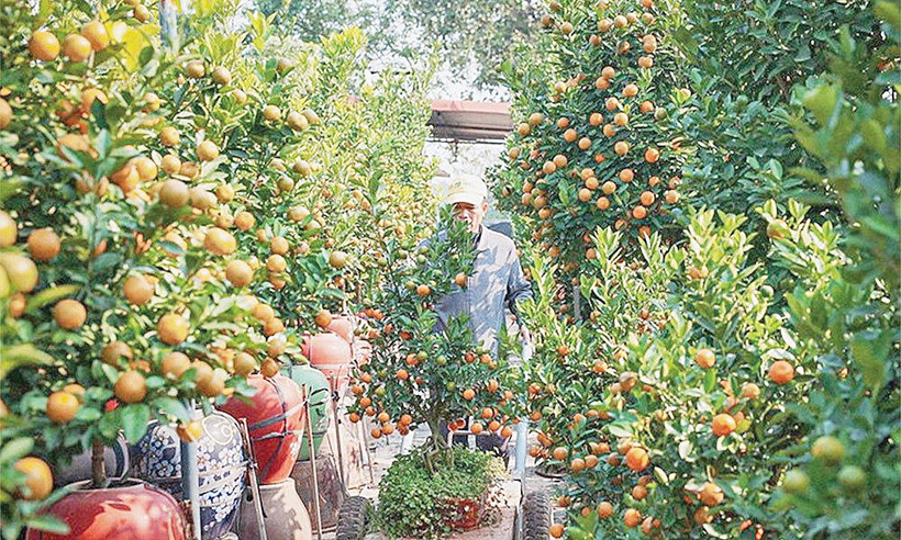 Để có cây quất đẹp phải trải qua nhiều năm chăm sóc và được thổi hồn từ đôi bàn tay khéo léo của người trồng ở Tứ Liên. Ảnh: Hoàng Hiếu/TTXVN