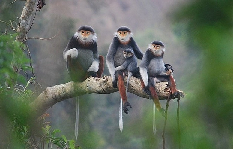 Bảo tồn, bảo vệ loài nguy cấp, quý, hiếm.