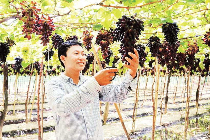 Anh Nguyễn Đình Trí là người tiên phong trồng thành công giống nho đen móng tay.