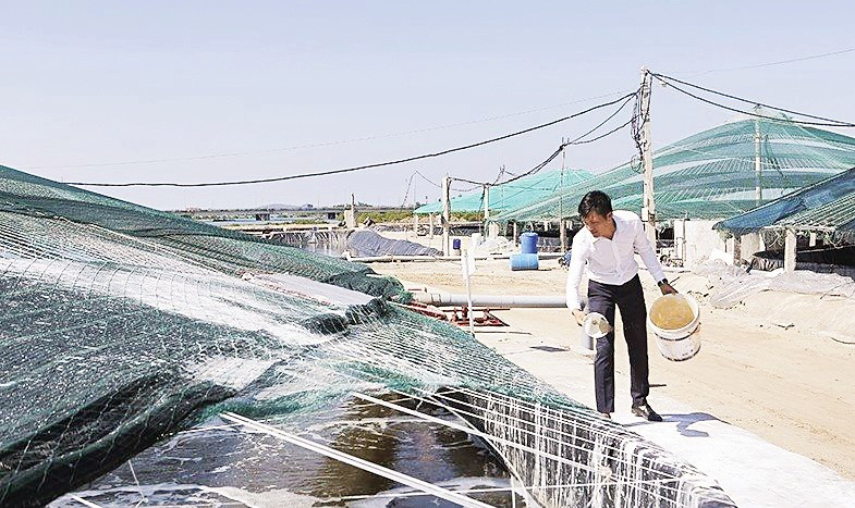 Khu nuôi tôm công nghệ cao của gia đình anh Nguyễn Ngọc Đoàn, phường Trúc Lâm, tỉnh Thanh Hóa cho hiệu quả kinh tế cao.