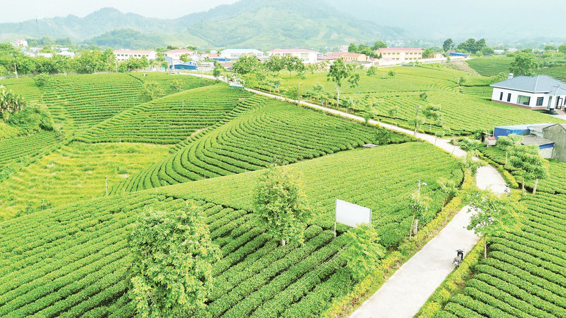 Đồi chè La Bằng.