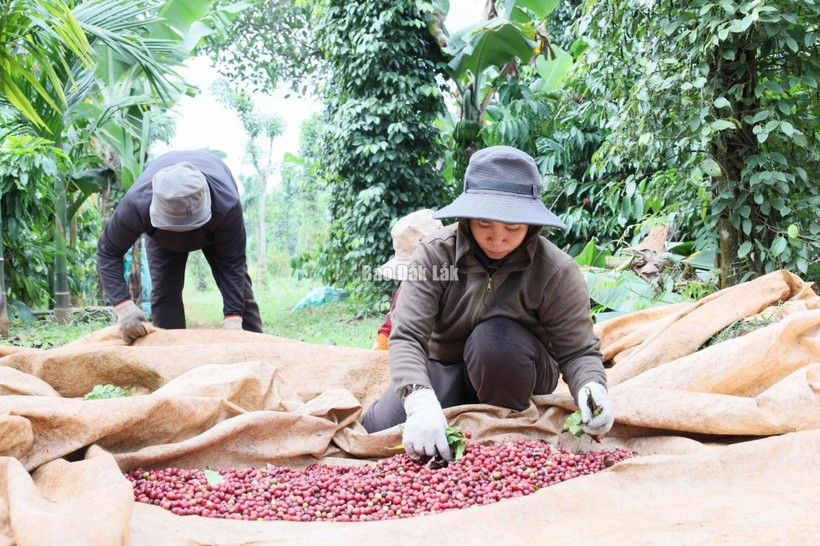Người dân trên địa bàn phường Ea Kao thu hoạch cà phê.