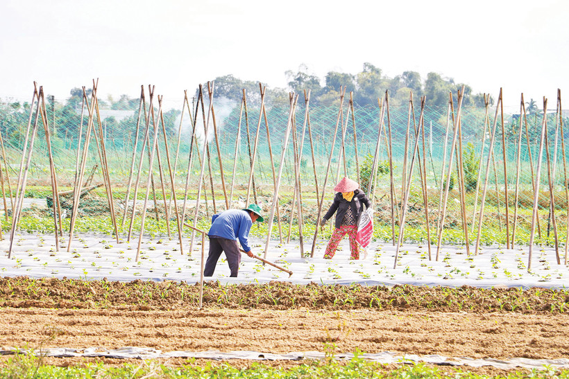 Bàu Tròn, xã Đại Lộc (thành phố Đà Nẵng) tích cực khôi phục mùa màng. Ảnh: Thế Vinh