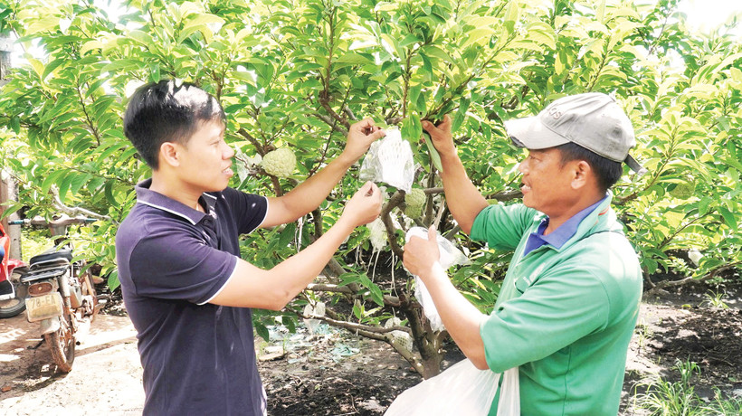 Hiện nay, vùng chuyên canh mãng cầu đã được nông dân Tây Ninh trồng mở rộng lên khoảng 5.000 ha.