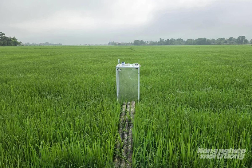 Mô hình canh tác lúa giảm phát thải tại Quảng Trị.