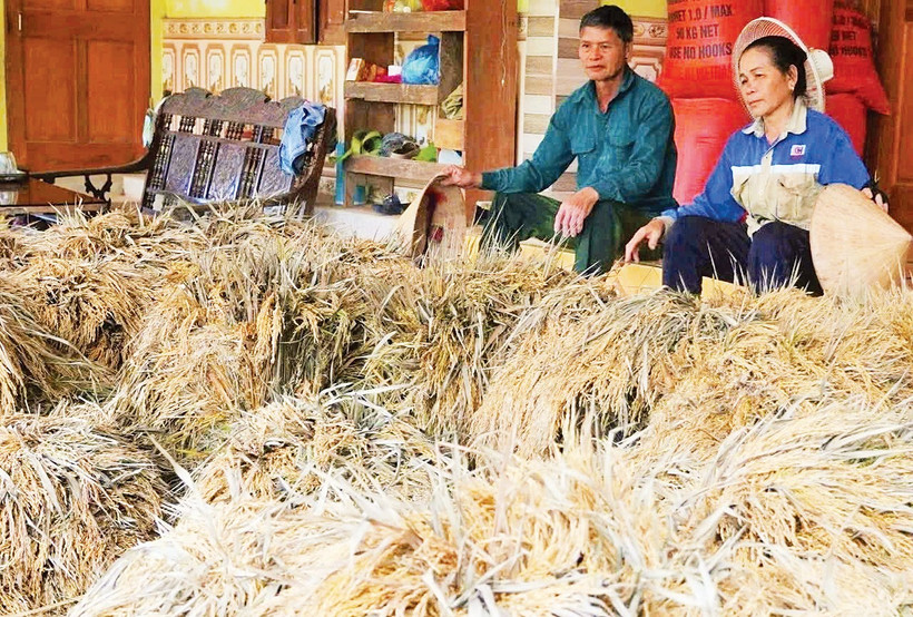 Người dân miền Tây Nghệ An bị thiệt hạ về lúa nặng do lũ lớn. (Ảnh: Nguyễn Phê) 