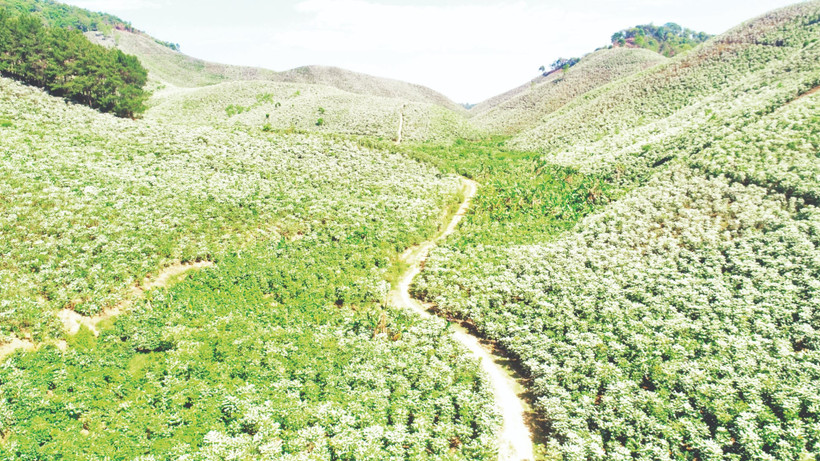 Những đồi cà-phê ở Sơn La.