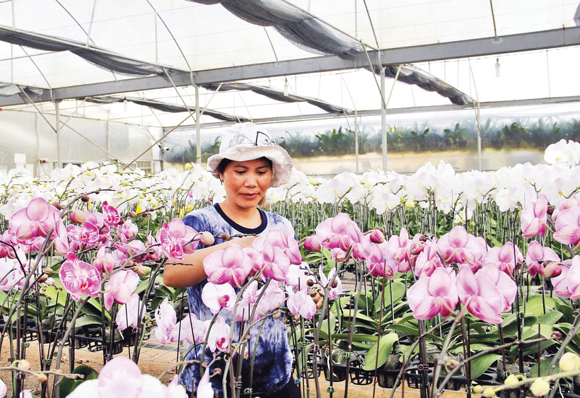 Trồng hoa trong nhà kính mang lại thu nhập cho các hộ dân.