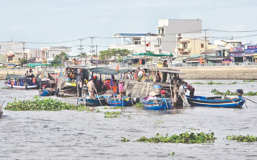 Rác, bèo trôi nổi trên sông Cần Thơ. Ảnh: Hải Nam