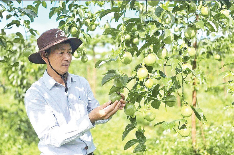 Gia Lai là trung tâm sản xuất lớn nhất, là “thủ phủ” chanh leo của vùng Tây Nguyên.