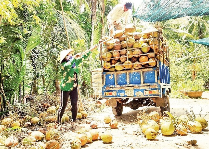 Giá dừa khô nguyên liệu giảm, ảnh hưởng đến cuộc sống của nông dân Vĩnh Long. 