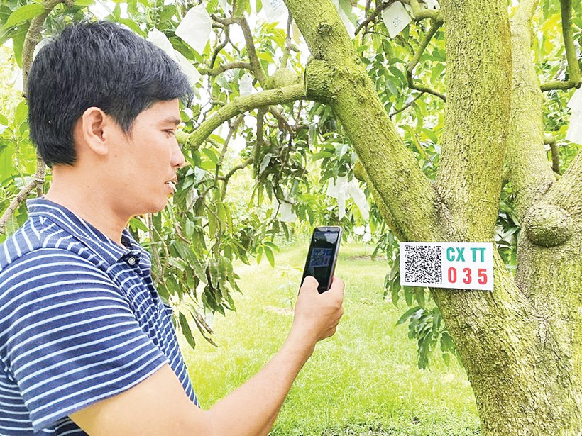 Cây ăn trái được số hóa và gắn mã QR, dữ liệu trở thành “phân bón” giúp nông sản miền Tây phát triển. Ảnh: Báo QĐND