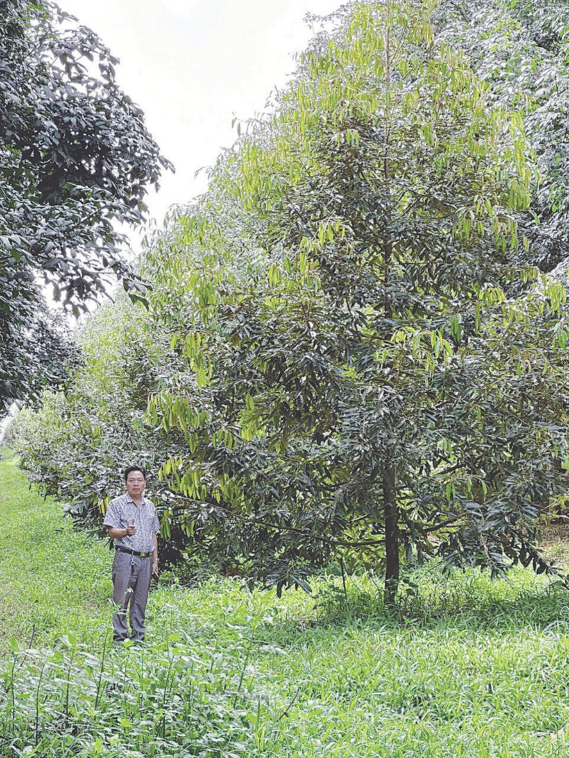 Ông Nguyễn Tiến Khởi bên vườn sầu riêng giống Musang King - Malaysia được sản xuất theo phương thức hữu cơ tuần hoàn.