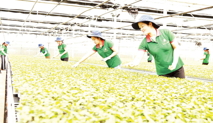 Lớp đào tạo nghề cho lao động nông thôn gắn với các lĩnh vực sản xuất nông nghiệp tại tỉnh Lâm Đồng. 