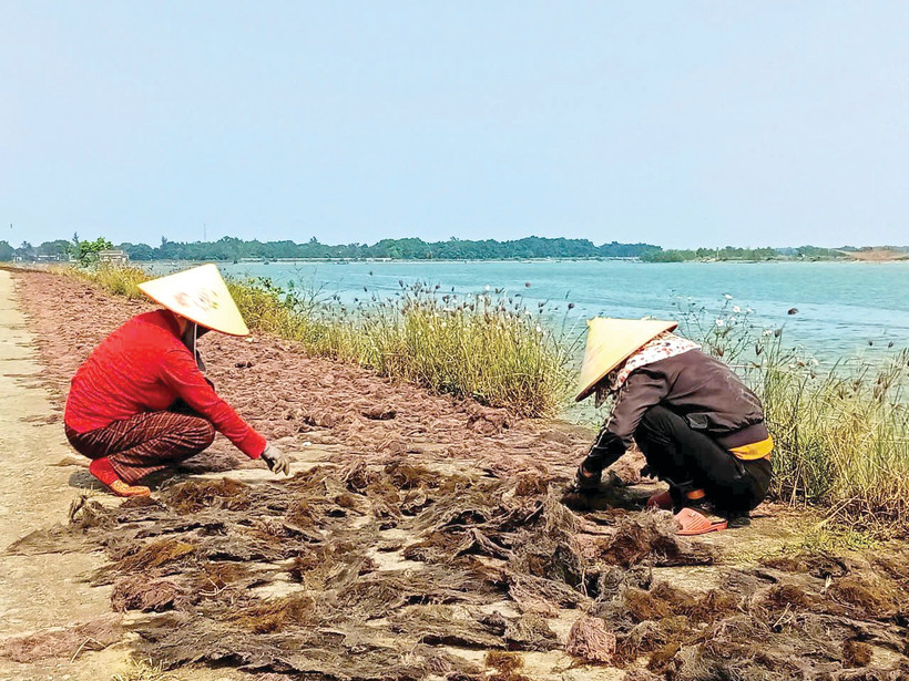 Tần tảo mưu sinh với nghề phơi rong biển dọc bờ sông Thạch Hãn.