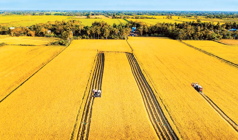 Mùa vàng trên cánh đồng mẫu lớn miền Tây. Ảnh: Nguyễn Thanh Dũng