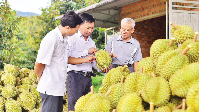 Lâm Đồng đang tăng cường giám sát mã số vùng trồng sầu riêng xuất khẩu. Ảnh: Lam Dong