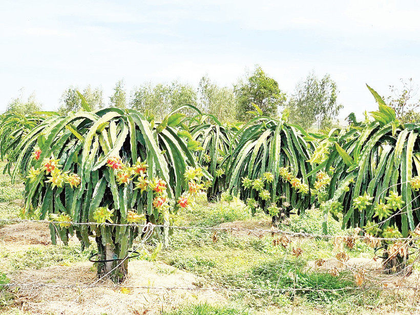 Vườn thanh long nhà ông Trà ra quả sớm.