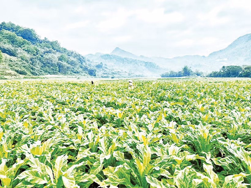 Bà con xã Tam Kim thu hoạch cây thuốc lá. 