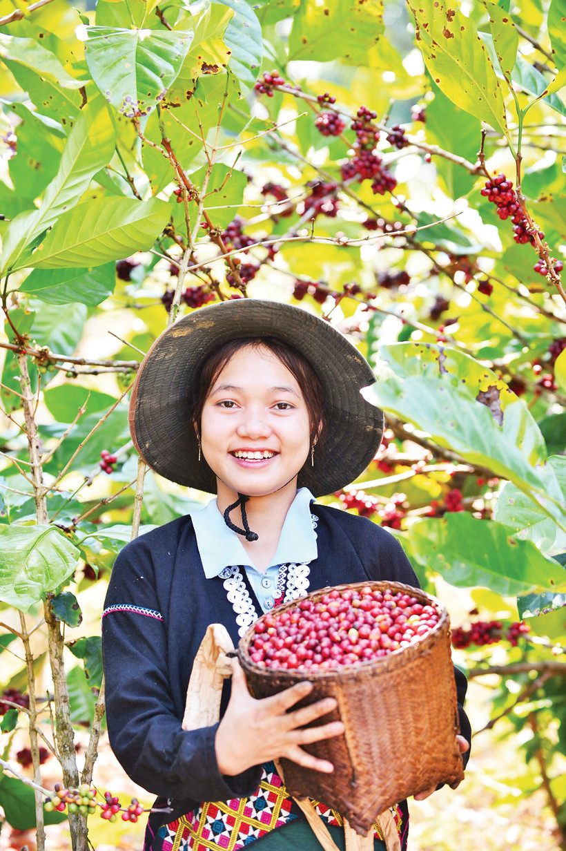 Thu hoạch cà-phê mít. Ảnh: Pun Coffee