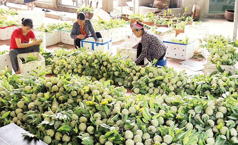 Na Chi Lăng được đóng gói bảo quản sau thu hoạch tại điểm thu mua. Ảnh: Quang Duy