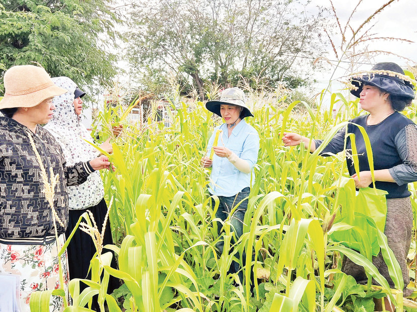 Bà con nông dân tại Khánh Hòa được tham gia các Lớp học Đồng ruộng về Quản lý Đất và Sinh khối do UBND tỉnh, Bộ Nông nghiệp và Môi trường, kết hợp với các tổ chức phi chính phủ tổ chức. Nguồn: UNDP Việt Nam