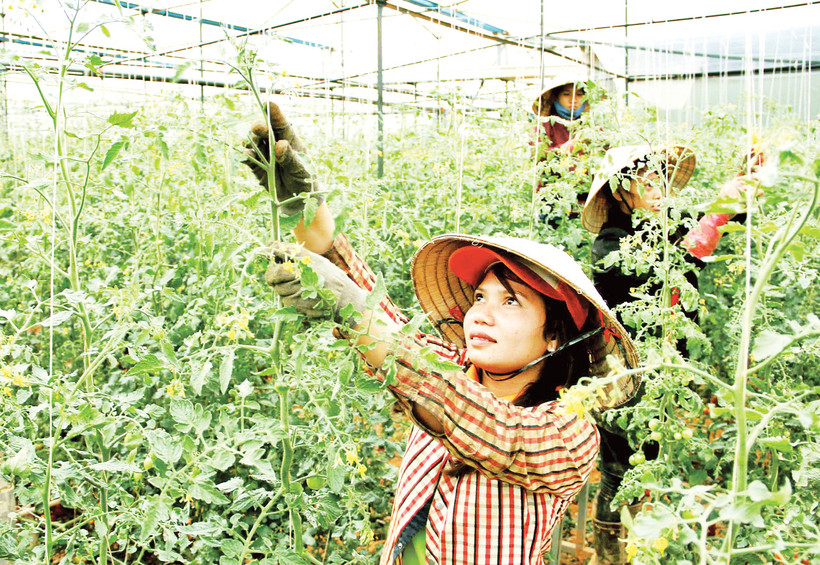 Mô hình trồng hoa trong nhà kính tại Lâm Đồng.