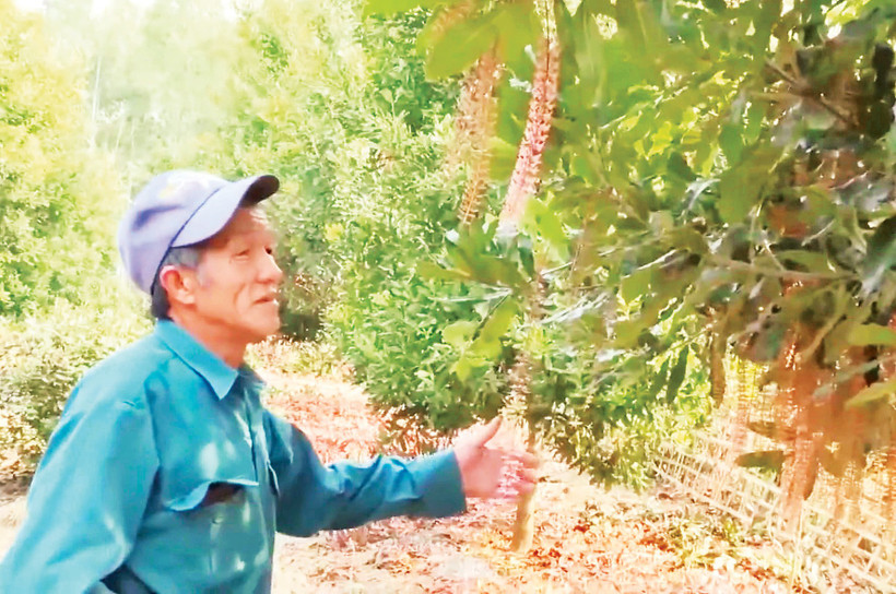 Người dân bên vườn mắc-ca.