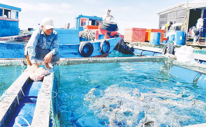 Nhiều ngư dân miền trung đã chuyển từ khai thác hải sản kiểu tận diệt sang nghề nuôi biển.