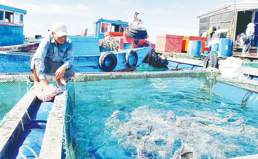 Nhiều ngư dân miền trung đã chuyển từ khai thác hải sản kiểu tận diệt sang nghề nuôi biển.