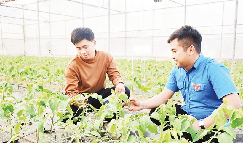 Mô hình trồng cà chua trong nhà lưới của HTX Thanh niên Mộc Châu. Ảnh: Báo Sơn La