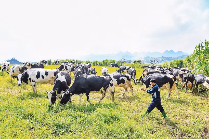 Công nhân Mộc Châu Milk chăm sóc đàn bò sữa. Ảnh: Thành Đạt