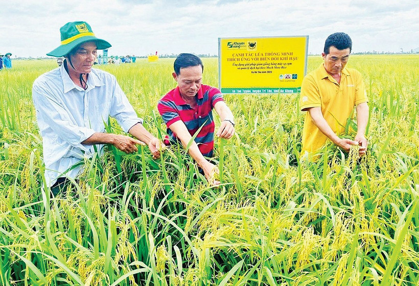 Mã QR được triển khai rộng rãi trong chương trình chuyển đổi số nông nghiệp tại An Giang. Ảnh: Báo An Giang