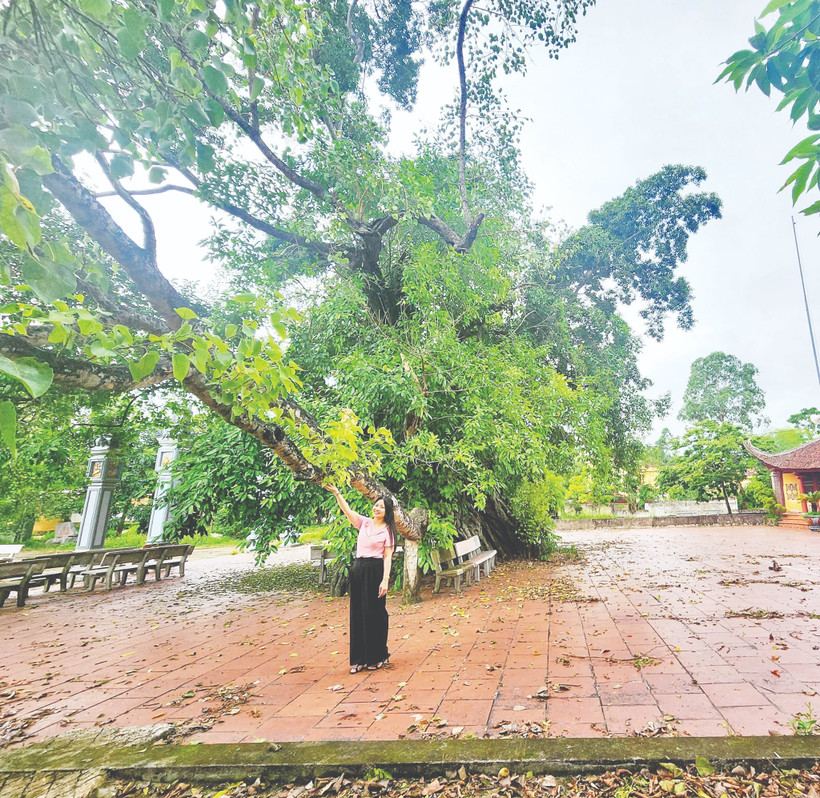 Cây vạn niên bách mộc ở đình Hương Vỹ, thôn Làng, xã Yên Thế, Bắc Ninh.