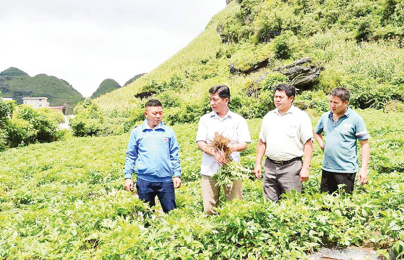 Lãnh đạo UBND huyện Sìn Hồ thăm vườn cây dược liệu tại xã Phăng Sô Lin. Ảnh Báo Lai Châu