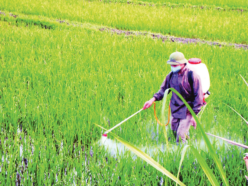 Để trả lại mầu xanh cho cỏ, cần bắt đầu từ thay đổi thói quen canh tác lạm dụng thuốc hóa học.