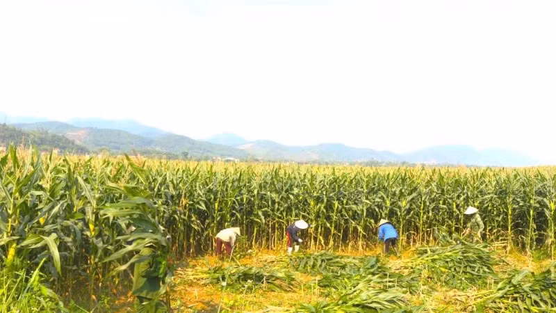 Nông dân xã Tuyên Bình, tỉnh Quảng Trị thu hoạch ngô sinh khối để bán cho doanh nghiệp chăn nuôi công nghệ cao.