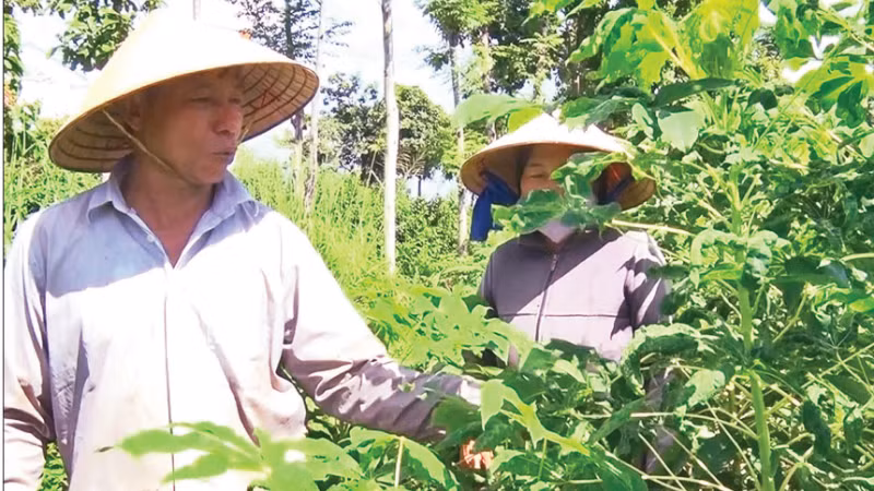 Nông dân xã Cẩm Mỹ (Đồng Nai) nhổ bỏ cây sắn bị nhiễm bệnh khảm lá. (Ảnh: TTXVN)