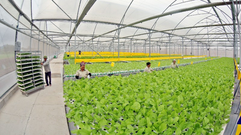 Khu vực trồng rau thủy canh theo công nghệ Israel của nông trường VinEco Tam Đảo. (Ảnh TRẦN AN)