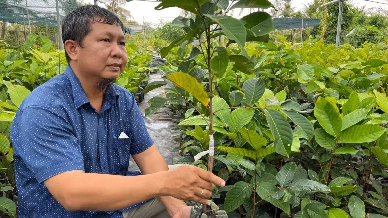 Người dân Chợ Lách sản xuất cây giống cung ứng thị trường trong cả nước. (Ảnh: HOÀNG TRUNG)