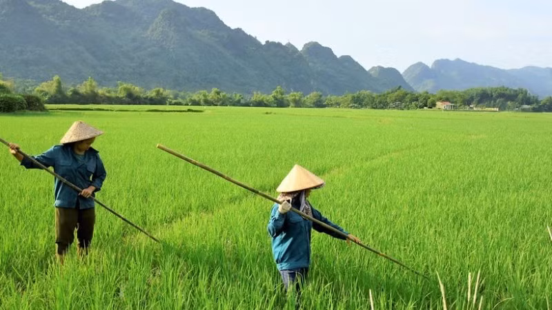 Đào tạo, đào tạo lại, đào tạo bồi dưỡng nâng cao trình độ kỹ năng nghề cho các lao động nông thôn. (Ảnh minh họa)