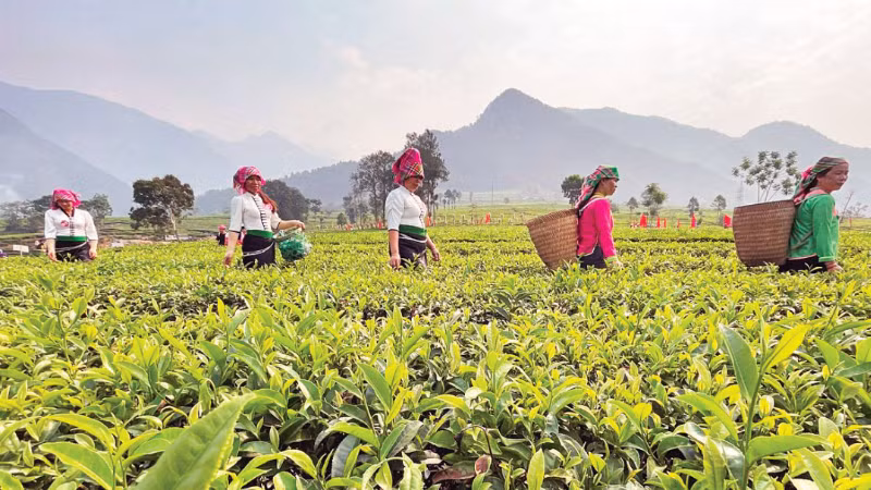 Lai Châu có thế mạnh phát triển nông nghiệp gắn với công nghiệp chế biến để tỉnh vươn lên bền vững.