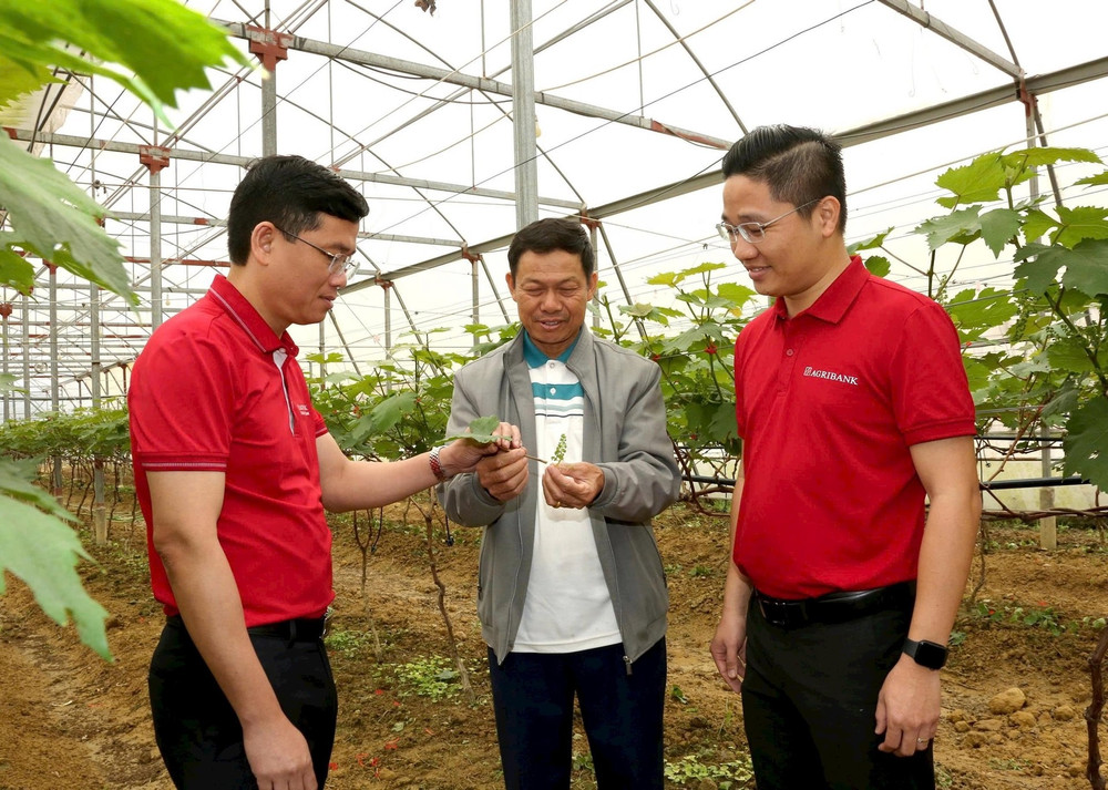 Mô hình nông nghiệp công nghệ cao tại Hà Tĩnh có trợ lực từ vốn vay của ngân hàng. tr3-1.jpg