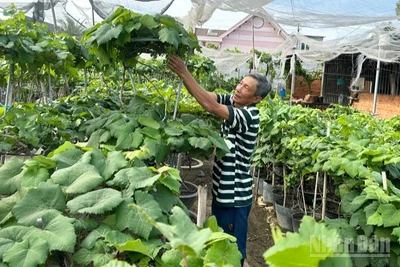 Nông dân làm nho kiểng tại các xã phía nam tỉnh Khánh Hòa tạo dáng cây nho theo phong cách mới, là thân cây vươn thẳng, tán gọn, trên thân buông đều nhiều chùm quả. (Ảnh: NGUYỄN TRUNG)