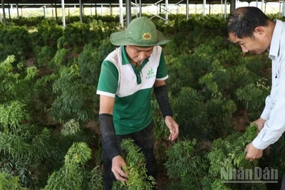 Vườn dược liệu đinh lăng tại Công ty cổ phần Thảo dược liên kết Việt Nam, xã Ninh Sơn, tỉnh Khánh Hòa, nơi cung cấp giống, hướng dẫn kỹ thuật chăm sóc cho nông dân các xã Bác Ái, Bác Ái Tây, Anh Dũng... nhân rộng diện tích dưới tán cây điều, cây trôm, nâng cao thu nhập. (Ảnh: NGUYỄN TRUNG)