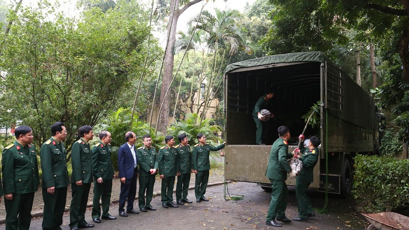 Cục Xe máy-Vận tải vận chuyển 40 cây kim giao vào khu mộ Đại tướng Võ Nguyên Giáp.