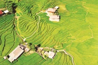 Thửa ruộng bậc thang trải dài như những dải lụa xanh.