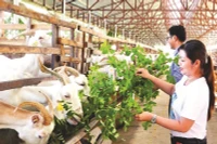 Trại sữa dê Ngọc Đào của chị Đặng Thị Ngọc Đào ở xã Tân Hòa, thành phố Cần Thơ.