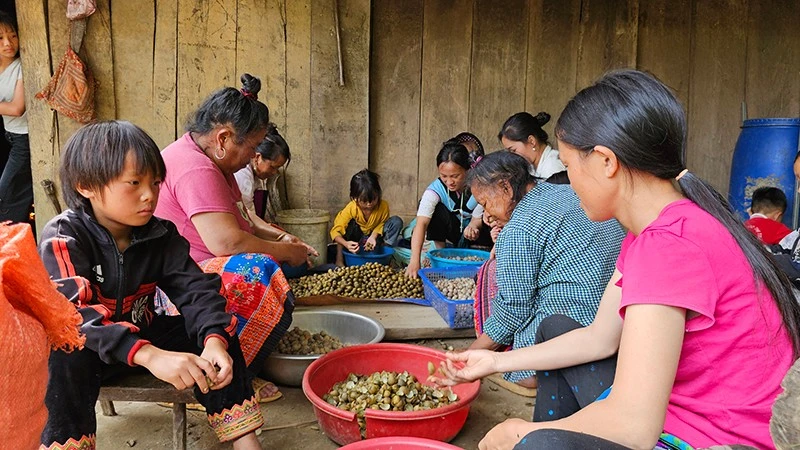 Thu hoạch quả mắt cá luộc, bóc, sấy tạo thêm thu nhập cho người dân bản Sài Khao, tỉnh Thanh Hóa.